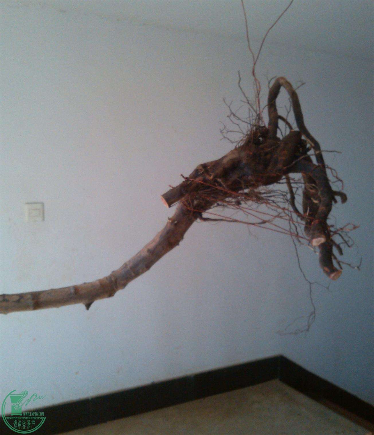 ȸ÷93IMG_20150101_101047_2345ͼ.jpg
