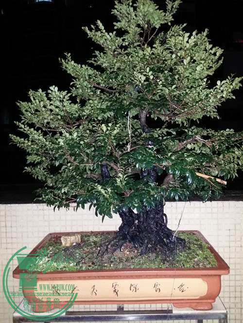 20141228_235512_1.jpg
