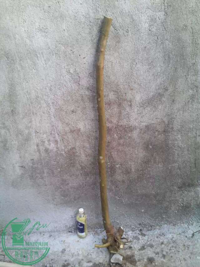 2100