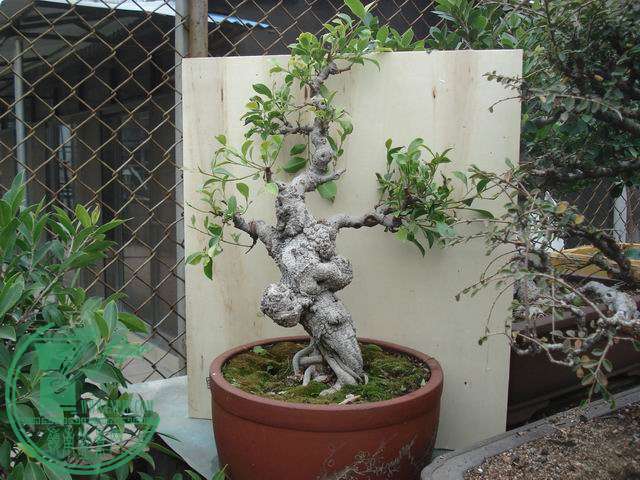 С DSC00152.JPG