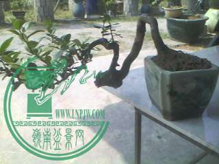 IMG0195A.jpg