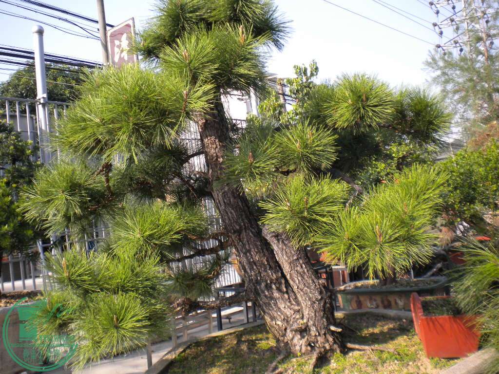 DSCN7423.JPG