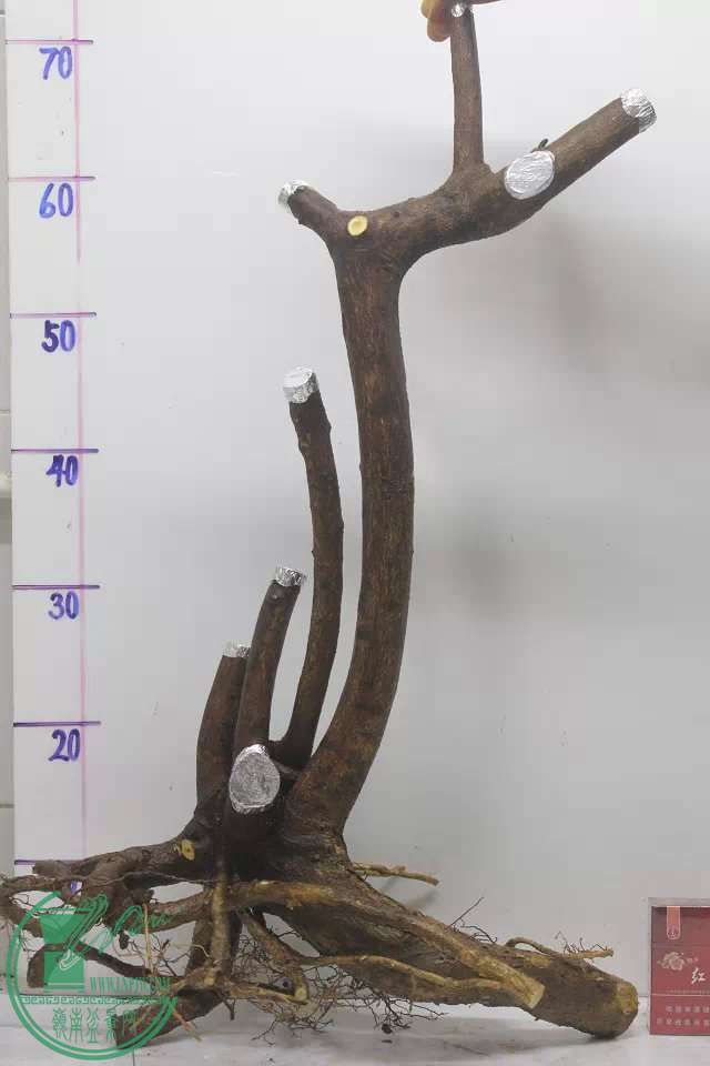 psb (11).jpg