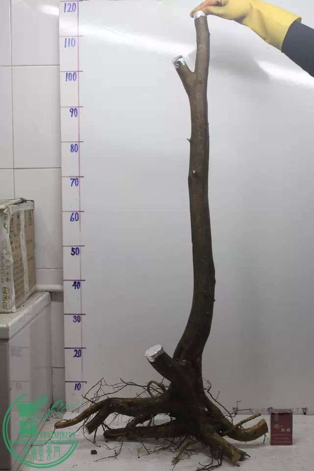 psb (35).jpg