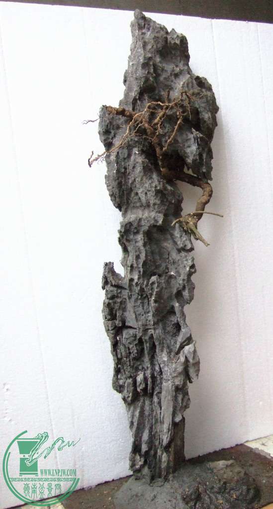 DSCF5736.JPG