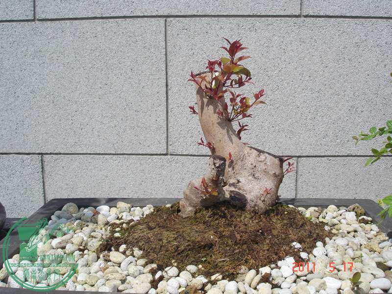 ţ4.jpg