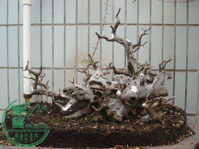 С DSC00155.JPG