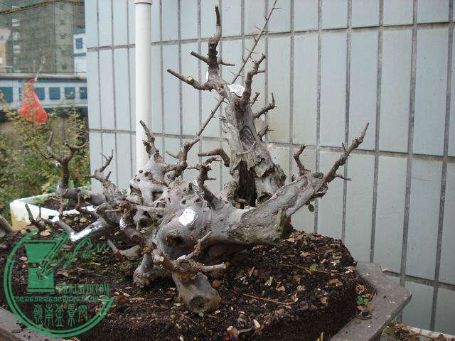 С DSC00156.JPG