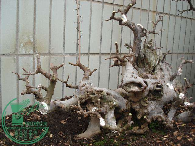 С DSC00157.JPG