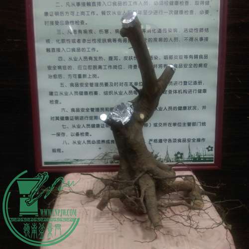 IMAG0206.jpg