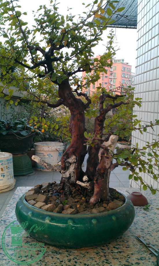 IMAG0336.jpg