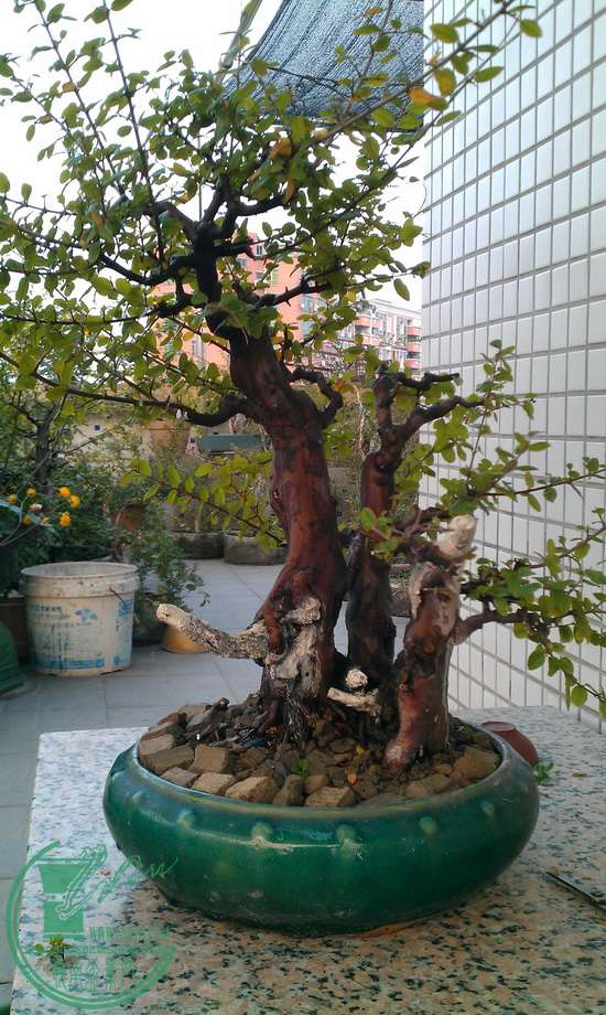 IMAG0337.jpg