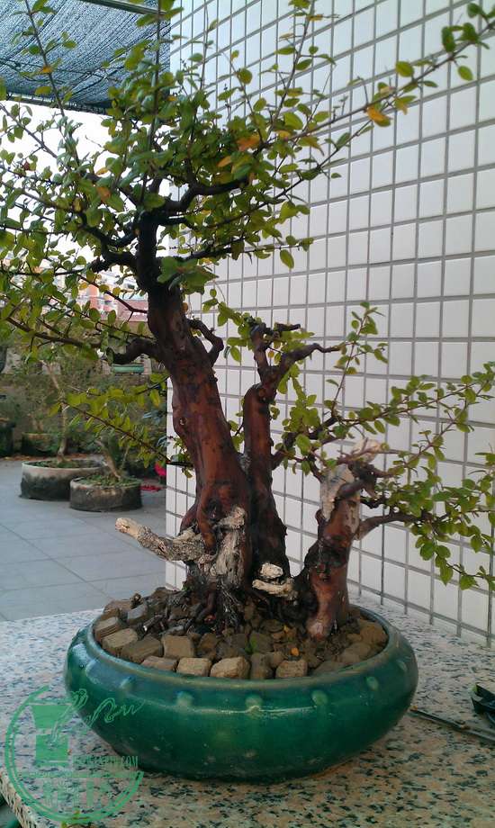 IMAG0338.jpg