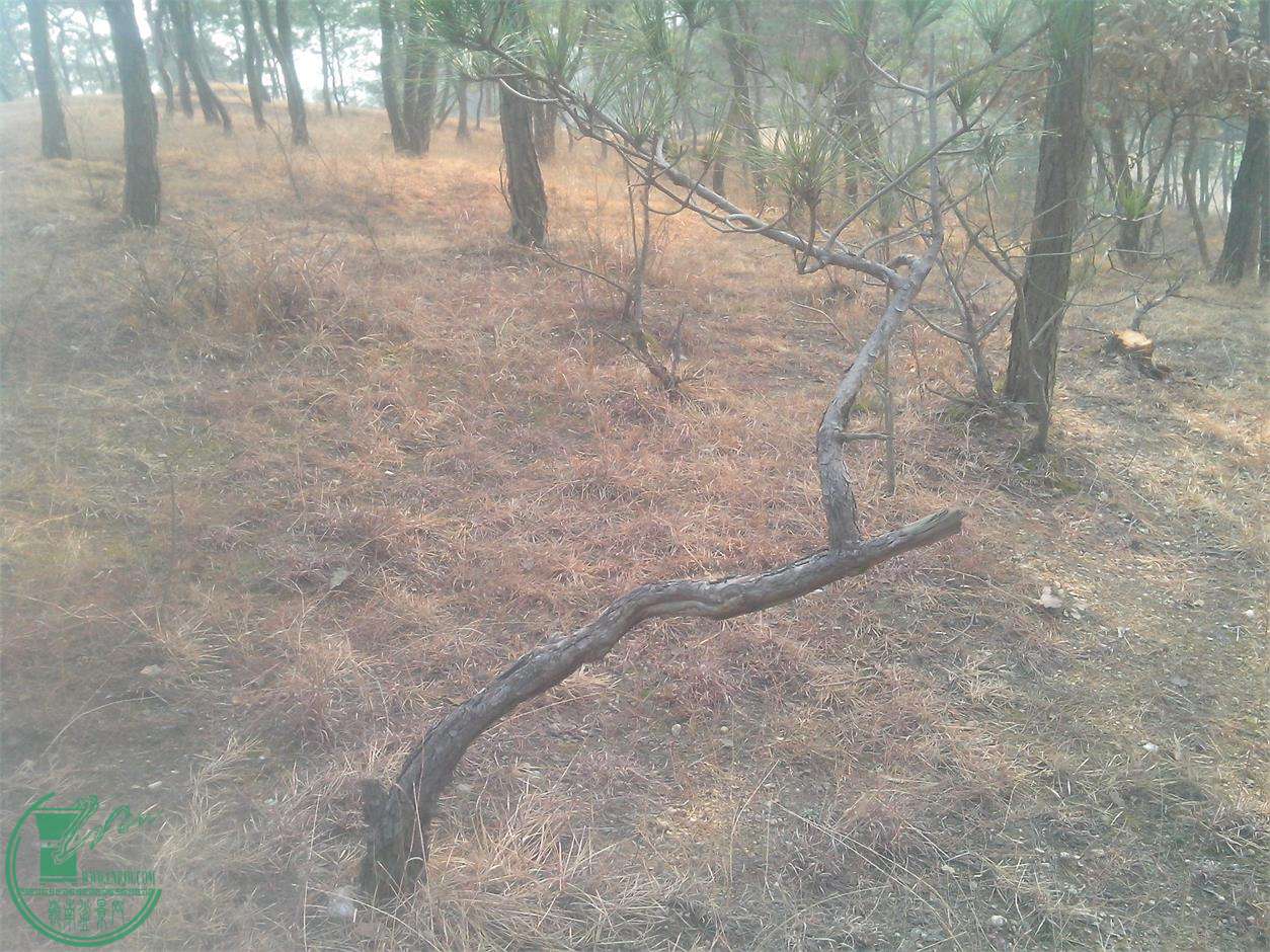 IMG20150107001.jpg