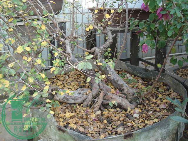 С DSC00159.JPG
