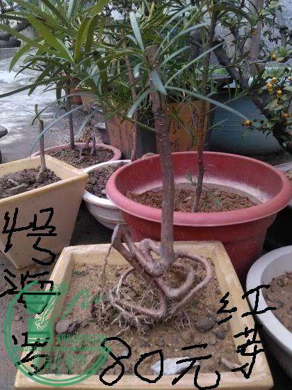 IMG_20150107_120615.jpg