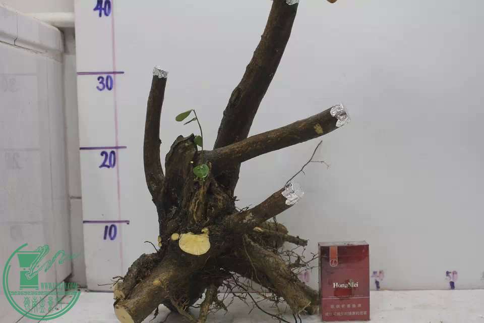 psb (18).jpg