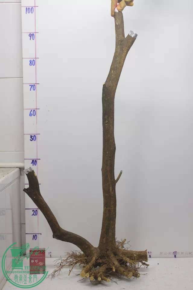psb (14).jpg