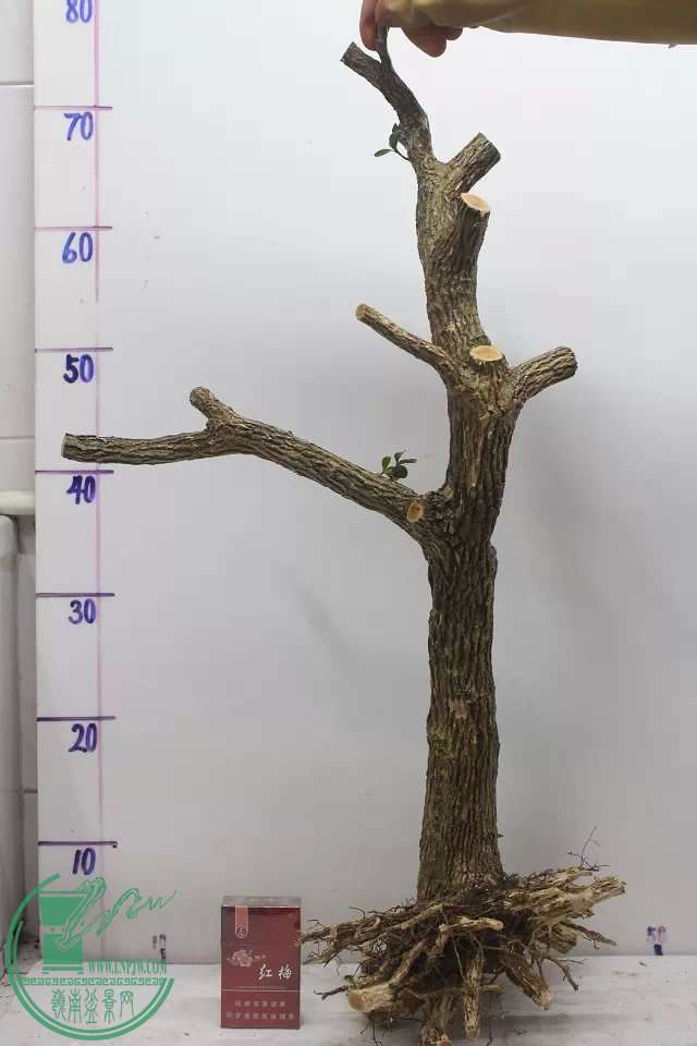 psb (1).jpg