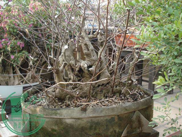 DSC00164.JPG