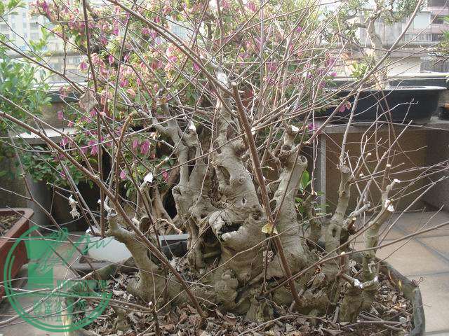 DSC00165.JPG