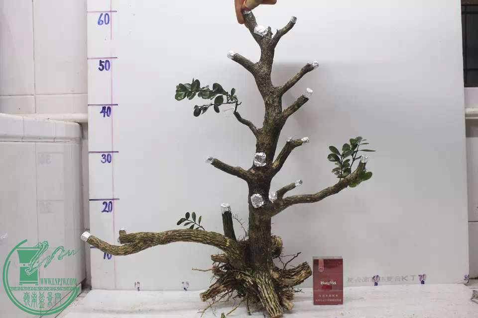 psb (4).jpg