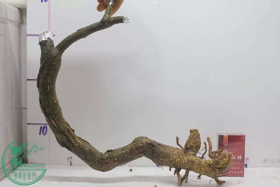 psb (9).jpg
