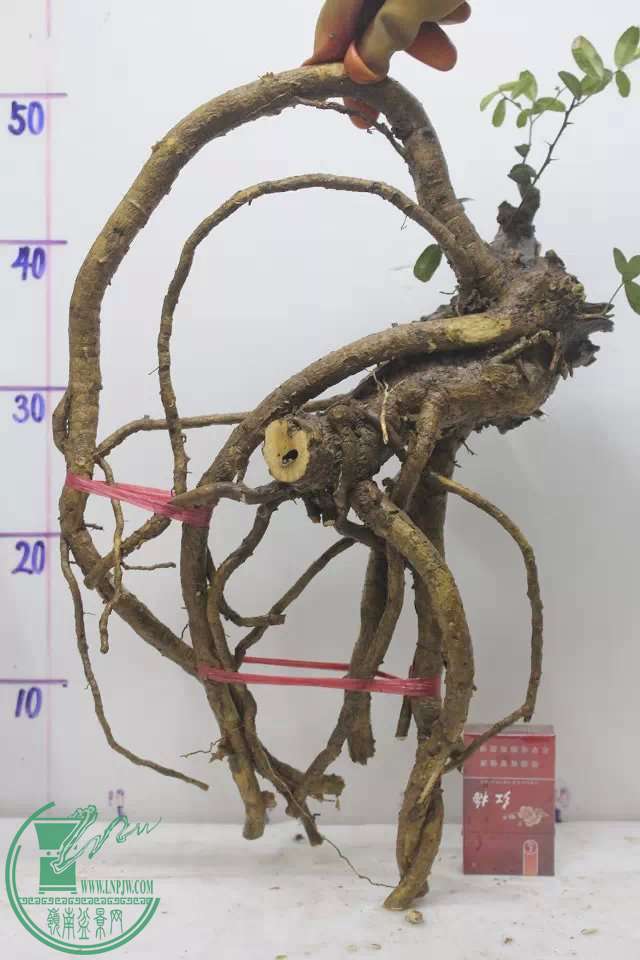 psb (22).jpg