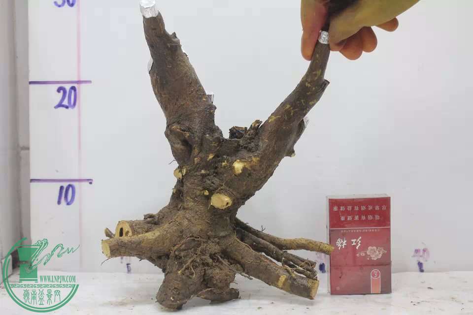 psb (36).jpg