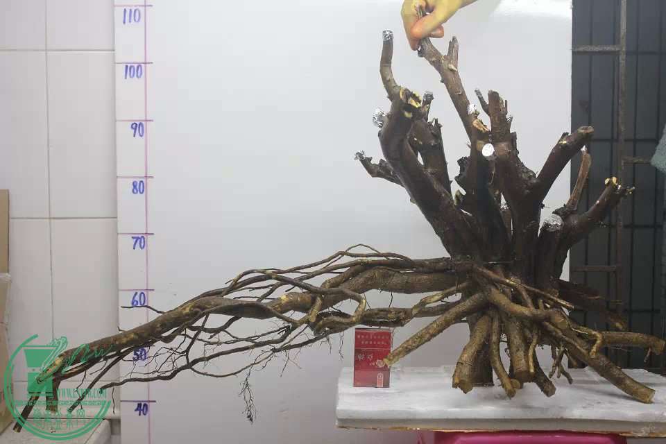 psb (45).jpg