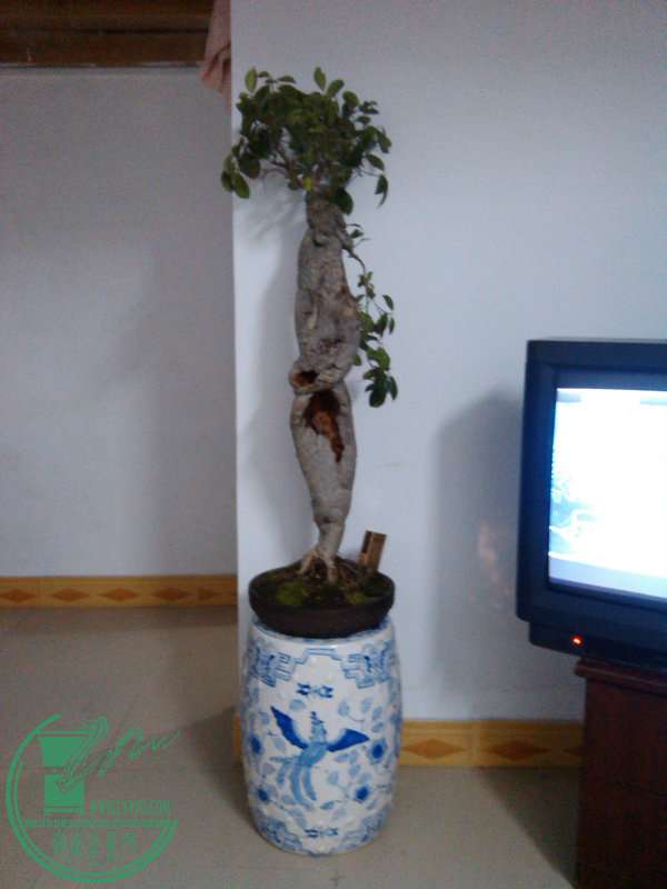 IMG_20150109_204345.jpg