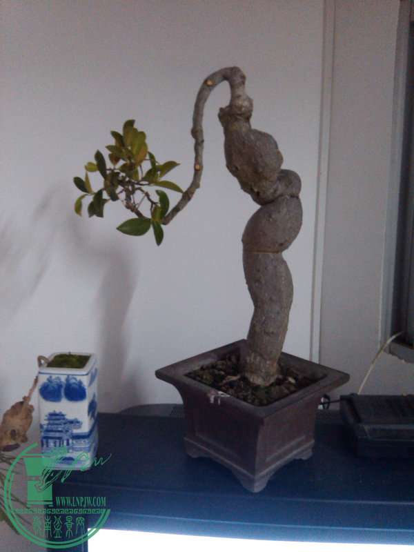IMG_20150111_194517.jpg