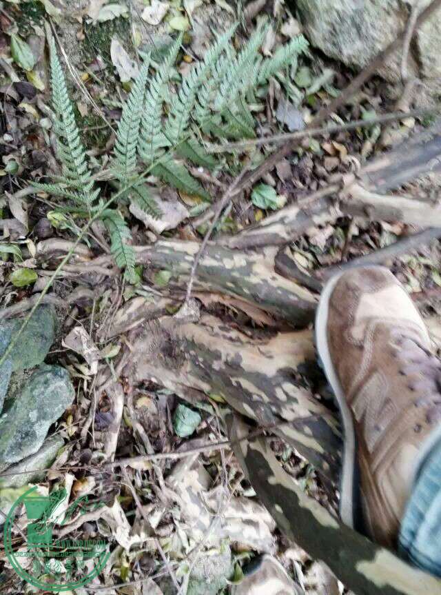 1420990577365.jpeg