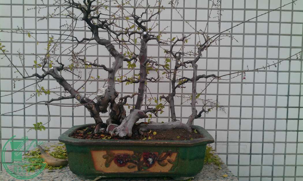 IMAG0340.jpg