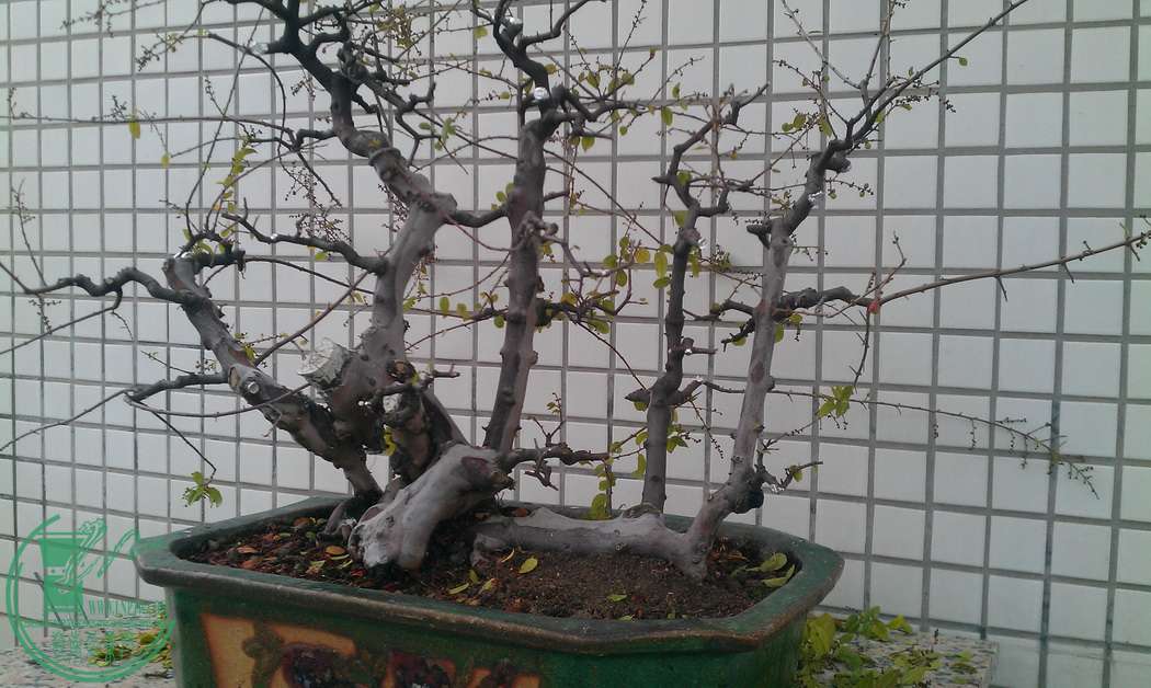 IMAG0341.jpg