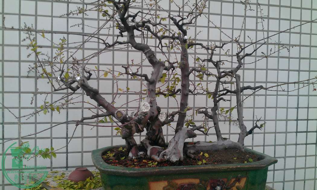 IMAG0342.jpg
