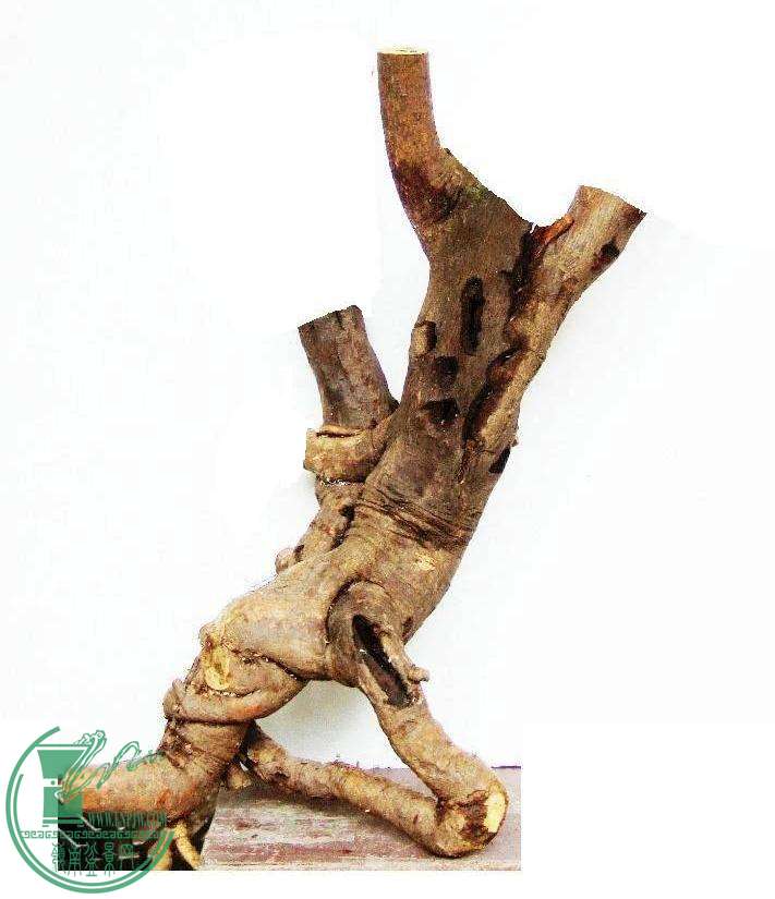 DSCF5517.JPG