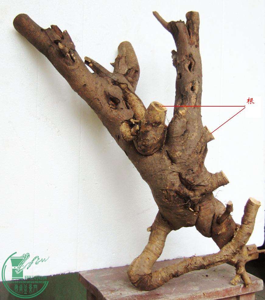 DSCF5522.JPG