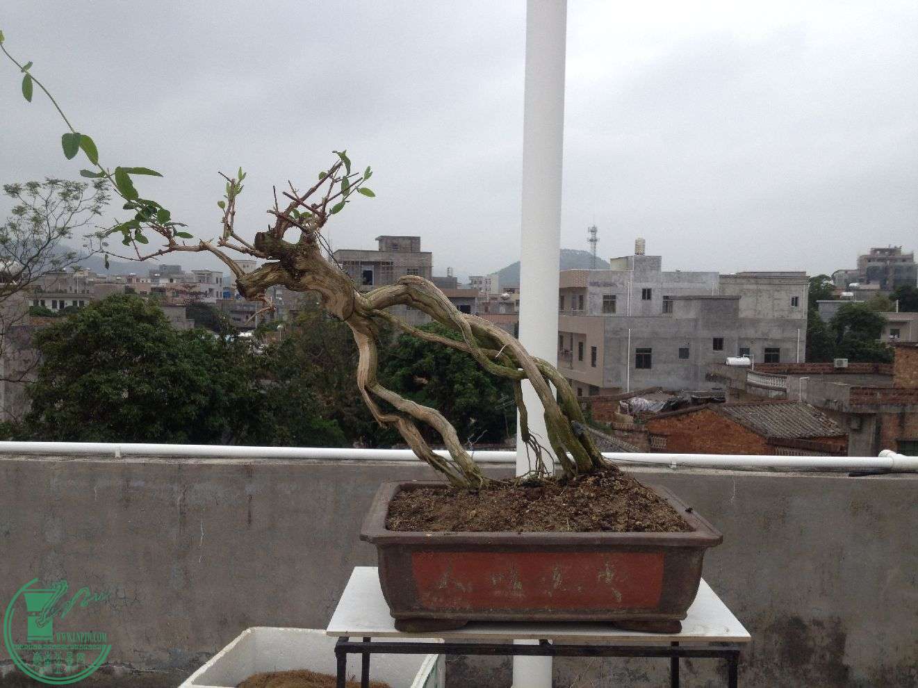 s1321_Ƭ 915.jpg