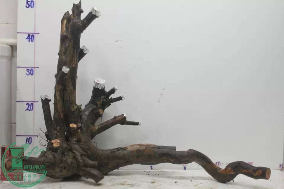 psb (3).jpg