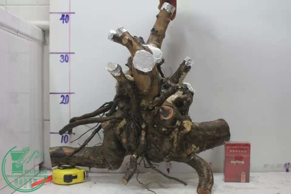psb (8).jpg