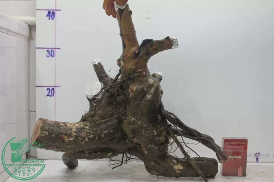 psb (9).jpg