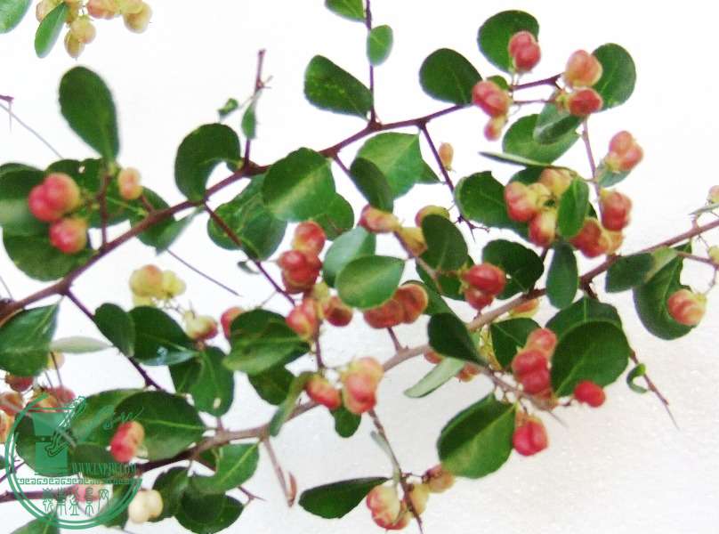 DSCF5775.JPG