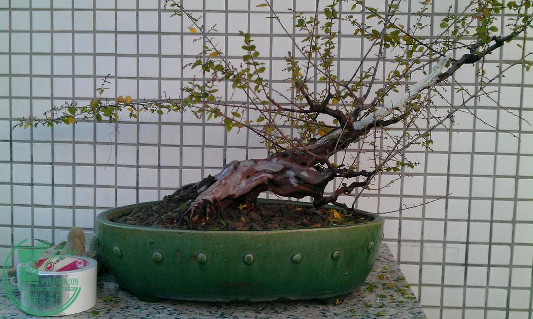 IMAG0343.jpg