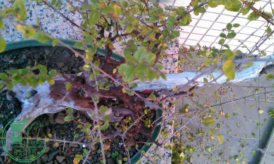 IMAG0345.jpg