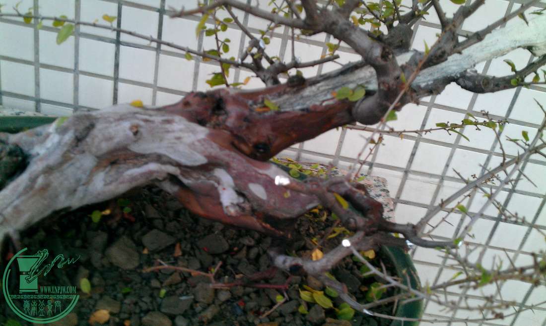 IMAG0346.jpg