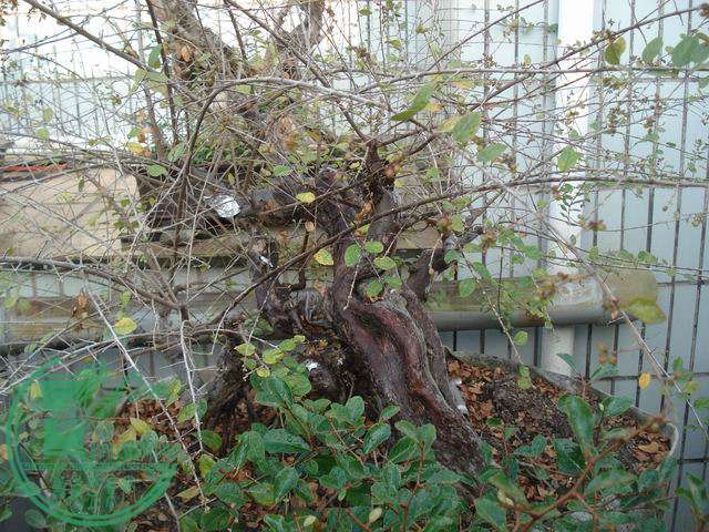 С DSC00175.JPG