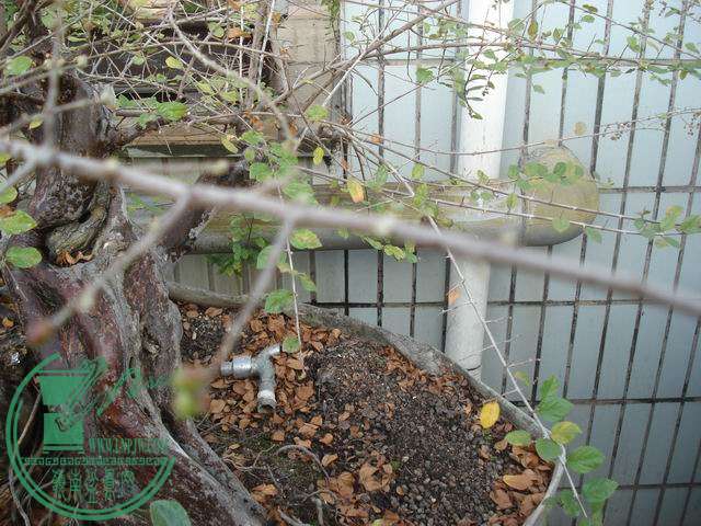 С DSC00176.JPG