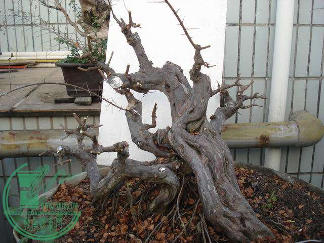 С DSC00178.JPG