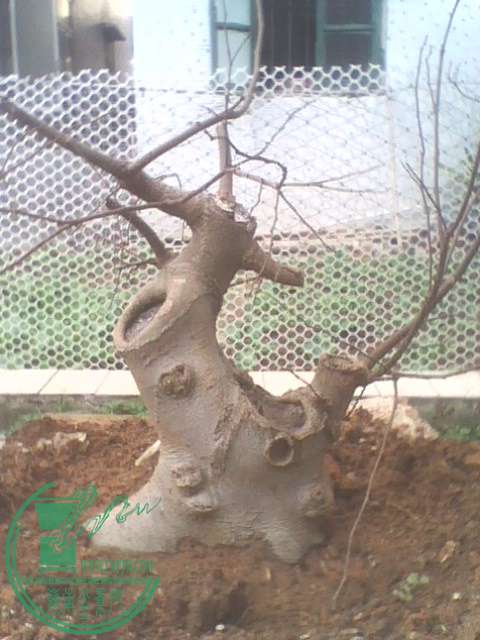 IMG1376A.jpg